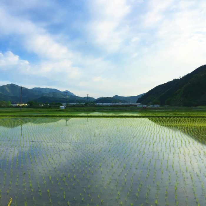 四万十　田植え　田んぼ