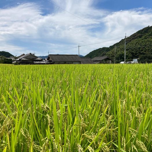 田んぼの黄金色