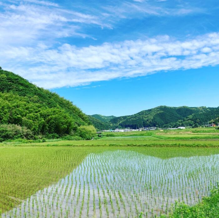 田んぼ