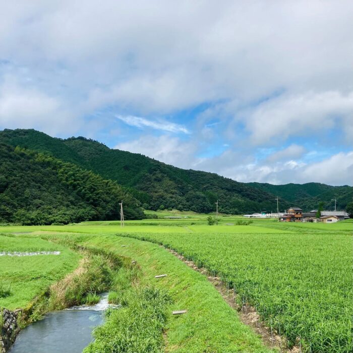 雨