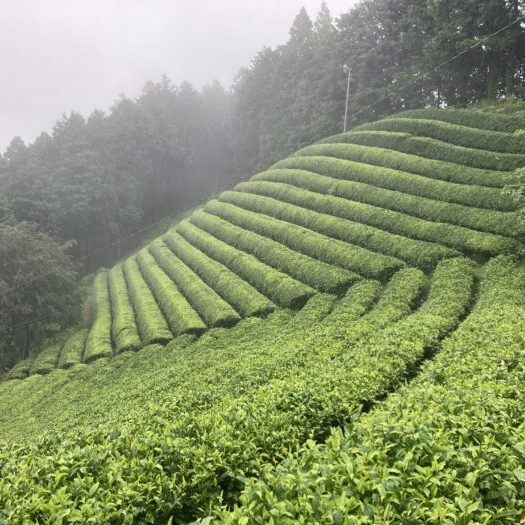 写真：傾斜地にある茶畑です。