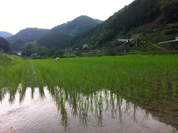 田んぼ