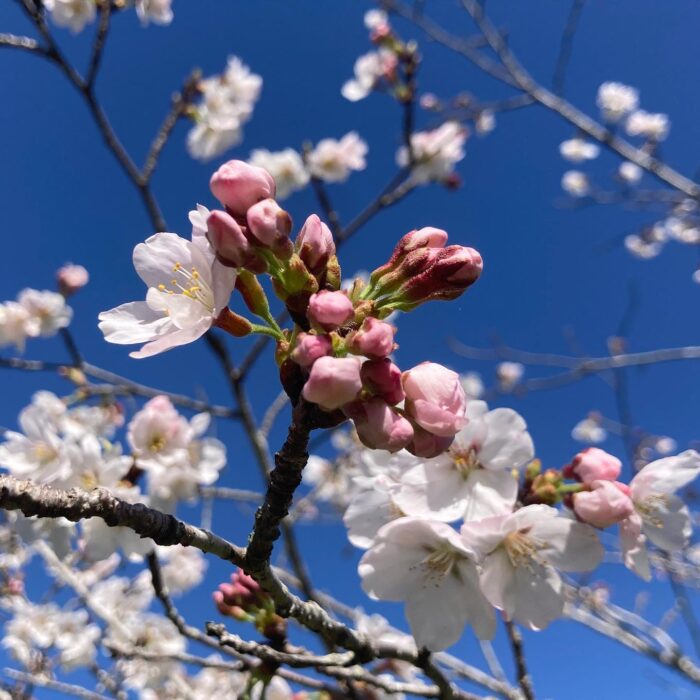 桜の花の写真