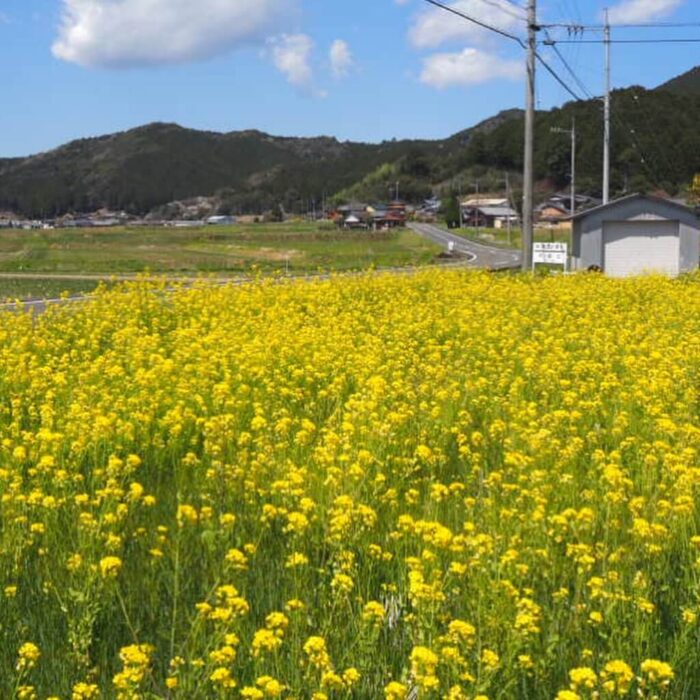 満開の菜の花畑の写真