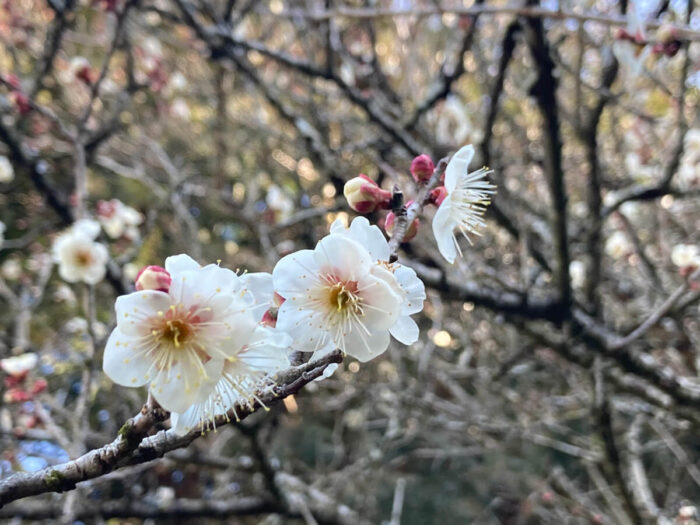 梅の花の写真