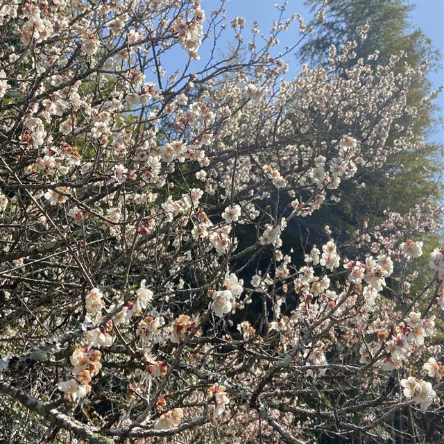 梅の花が満開の写真