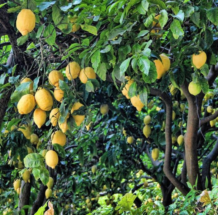 写真：レモンが木にたわわに実っています。