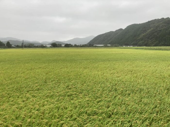 写真：曇り空の田んぼです