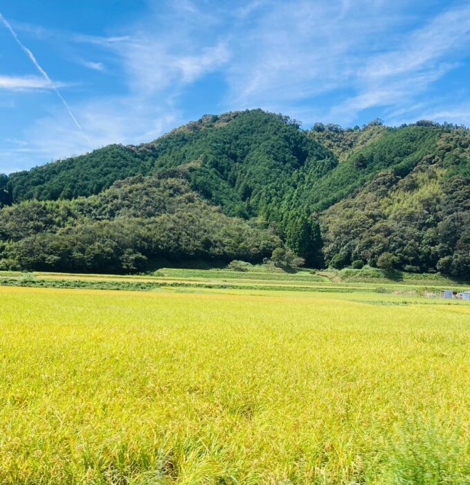 写真：稲穂の実る田んぼとやま、青空です。