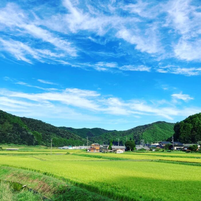 写真：青空が広がる田んぼです。