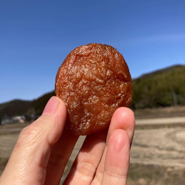 写真：丸い干し芋、恵子さんの作った「きりこ」です。