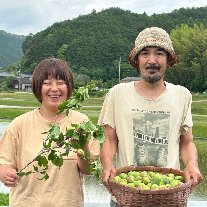 写真：スタッフもしてくれてる武田さんが梅を収穫してきてくれました