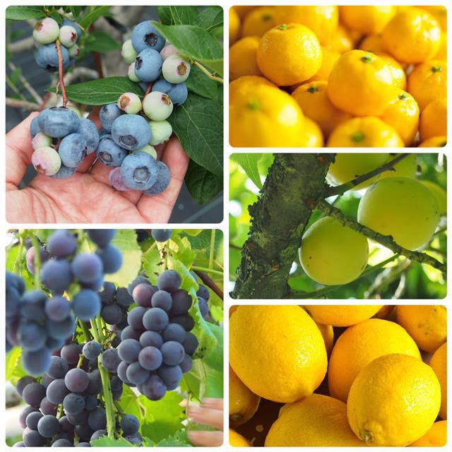 写真：夏シュトーレンに使用している５つの素材写真です。ブルーベリー、ブドウ、ゆず、梅、レモンです。