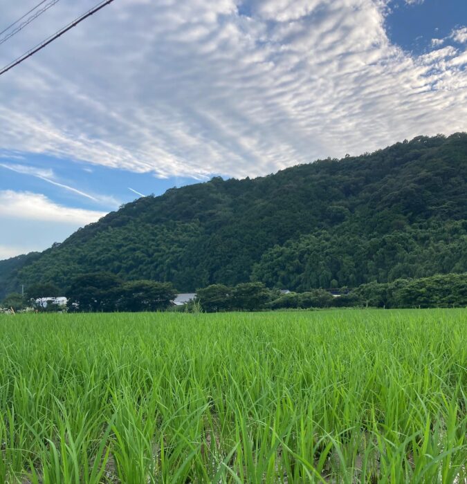 写真：カゴノオトの近くの田んぼです