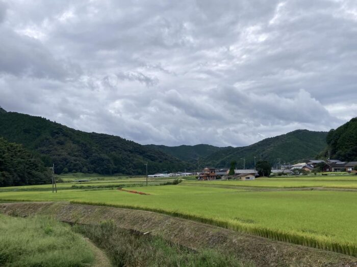 写真：カゴノオト近くの田んぼと田んぼの間に真っ赤な彼岸花が咲いていました