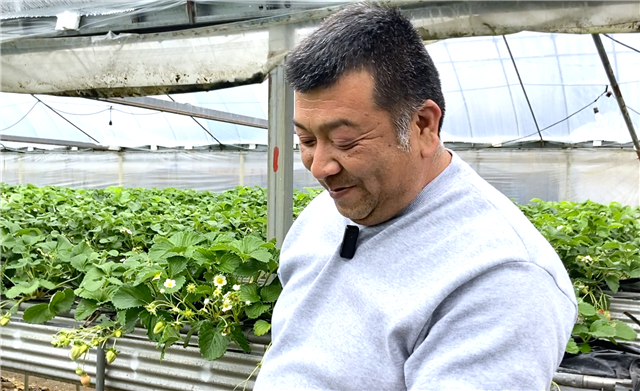 写真：苺農家の武内さんです