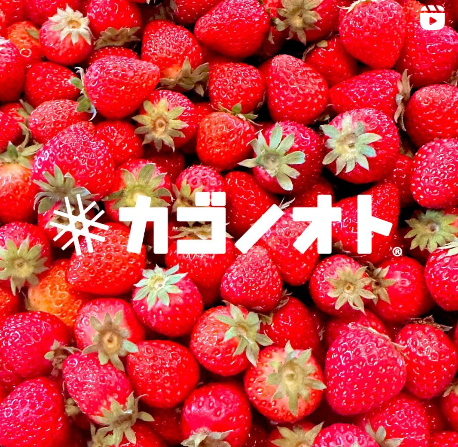 画像：いちご農家さんに取材に行ってきました！