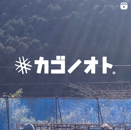 写真：ブルーベリー農家さんのところに行ってきました！
