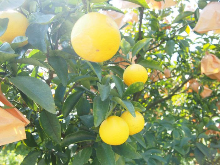 写真：みずみずしい小夏です