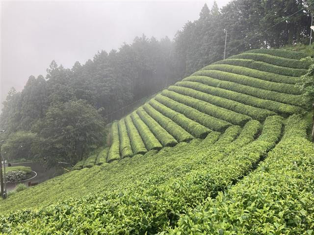 写真:茶畑です