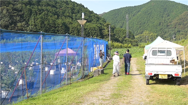 写真：サンビレッジ四万十さんのブルーベリー農園です