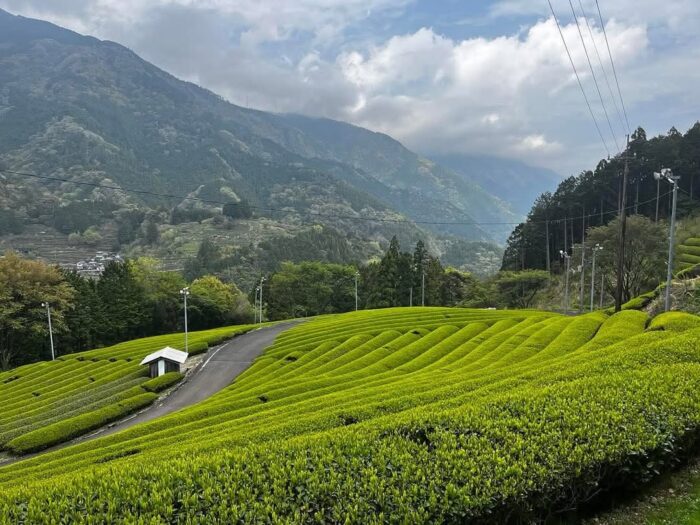 写真:広大な茶畑です