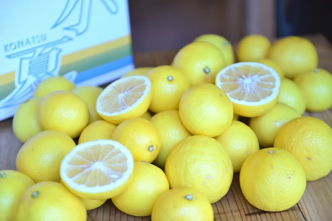 写真：小夏です