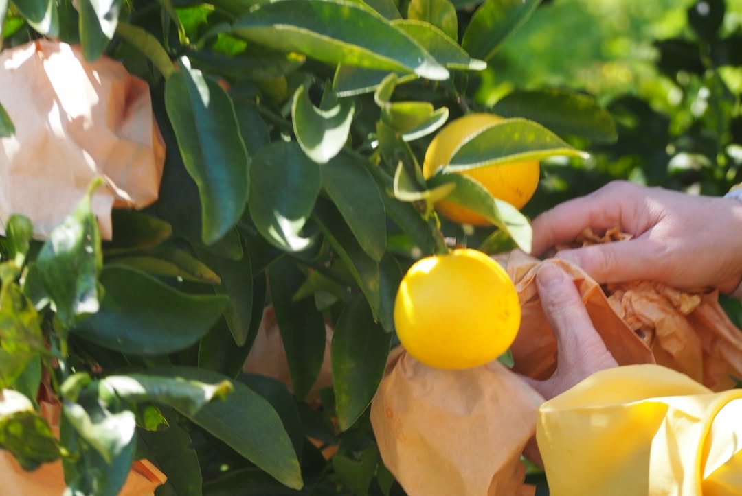 写真：小夏です