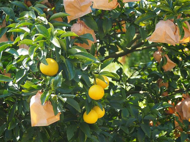 写真：小夏です