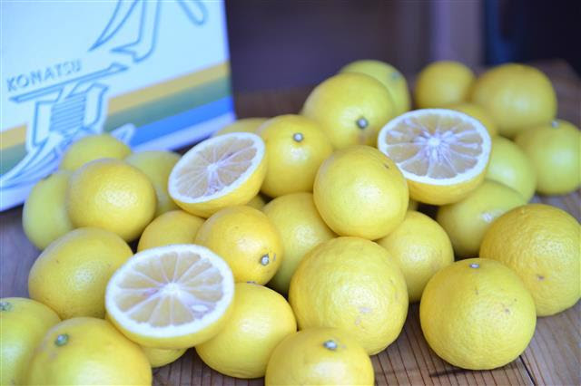 写真:渡辺農園さんの小夏です