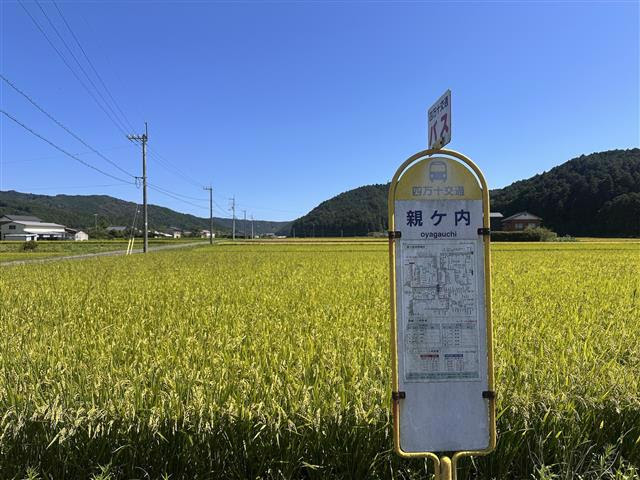 写真:晴天の田んぼの風景です